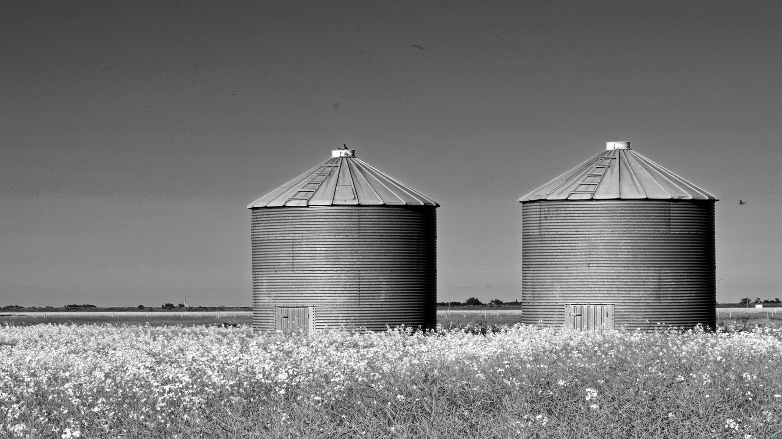 Silos on a farm